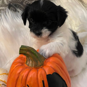 Coton de Tulear Puppy Sugar