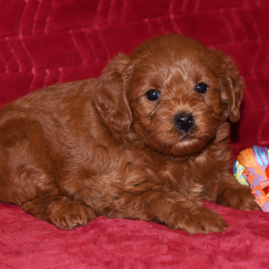 Labradoodle Puppy Tiff