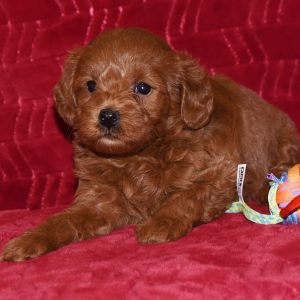 Labradoodle Puppy Tiff