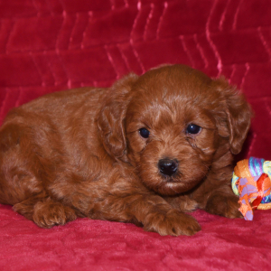 Labradoodle Puppy Tiff