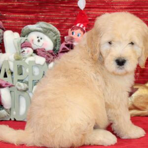 Goldendoodle Puppy Roof
