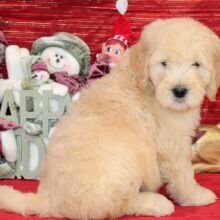 Goldendoodle Puppy Roof
