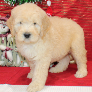 Goldendoodle Puppy Roof