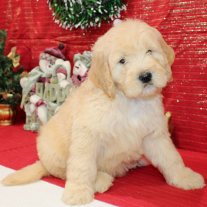 Goldendoodle Puppy Roof