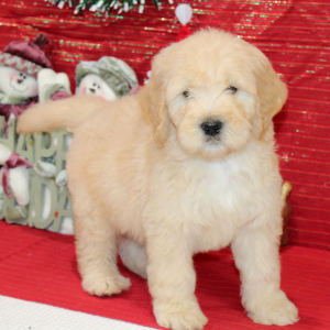 Goldendoodle Puppy Roof