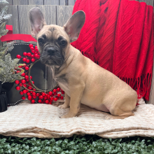 French Bulldog Puppy Paris