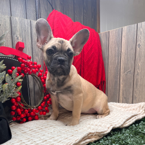 French Bulldog Puppy Paris