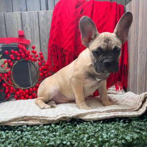 French Bulldog Puppy Paris