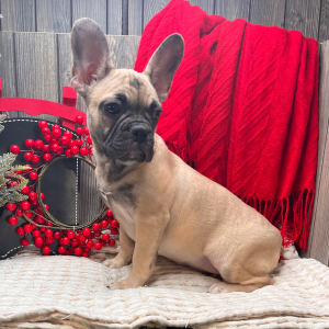 French Bulldog Puppy Paris