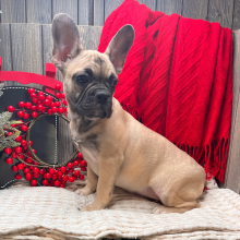 French Bulldog Puppy Paris