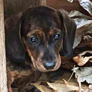 Dachshund Puppy Pistol