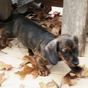 Dachshund Puppy Pistol