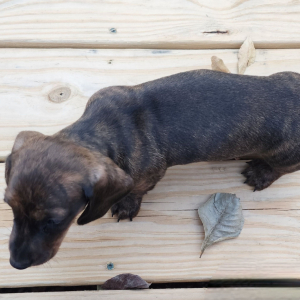 Dachshund Puppy Pistol