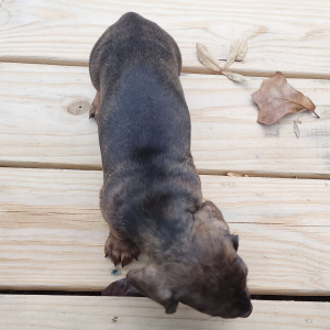 Dachshund Puppy Pistol