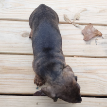 Dachshund Puppy Pistol