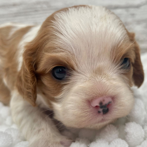 Cavalier King Charles Spaniel Puppy Pearl