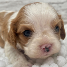 Cavalier King Charles Spaniel Puppy Pearl