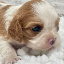 Cavalier King Charles Spaniel Puppy Pearl