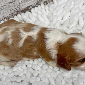 Cavalier King Charles Spaniel Puppy Pearl