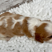 Cavalier King Charles Spaniel Puppy Pearl