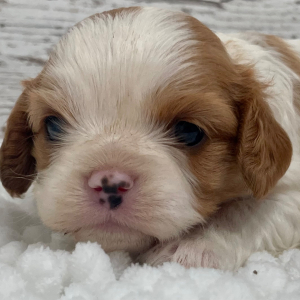 Cavalier King Charles Spaniel Puppy Pearl