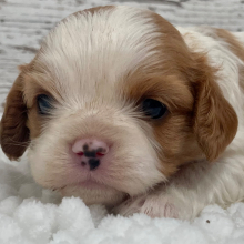 Cavalier King Charles Spaniel Puppy Pearl