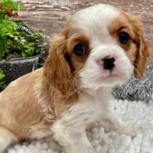 Cavalier King Charles Spaniel Puppy Pearl
