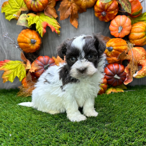 Havanese Puppy Barkly