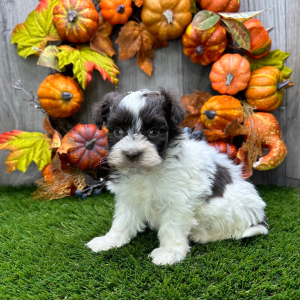 Havanese Puppy Barkly