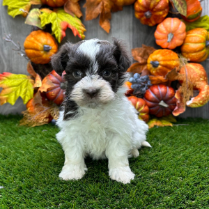 Havanese Puppy Barkly