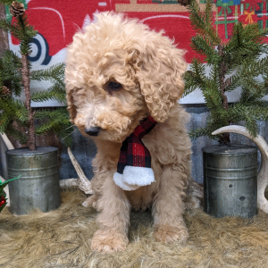 Goldendoodle Puppy Archer