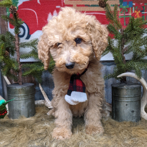 Goldendoodle Puppy Archer
