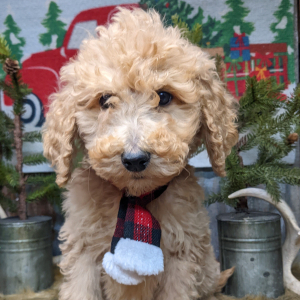 Goldendoodle Puppy Archer