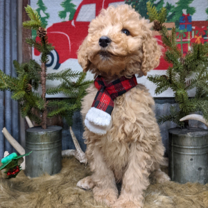 Goldendoodle Puppy Archer
