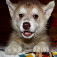 Siberian Husky Puppy Gigage Ginger