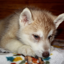 Siberian Husky Puppy Gigage Ginger