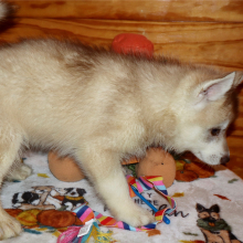 Siberian Husky Puppy Gigage Ginger