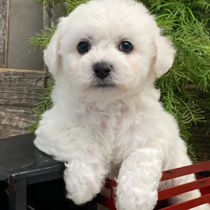 Bichon Frise Puppy Butler