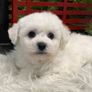 Bichon Frise Puppy Butler