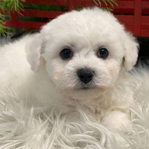 Bichon Frise Puppy Butler