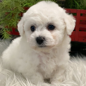 Bichon Frise Puppy Butler