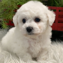 Bichon Frise Puppy Butler