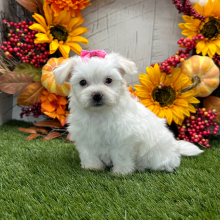 Havanese Puppy Willow