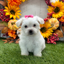 Havanese Puppy Willow