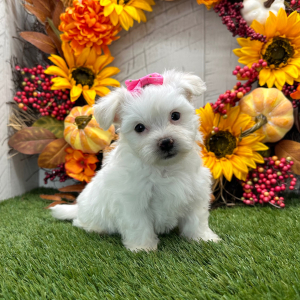 Havanese Puppy Willow