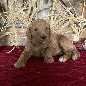 Goldendoodle Puppy Franklin
