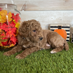 Goldendoodle Puppy Franklin