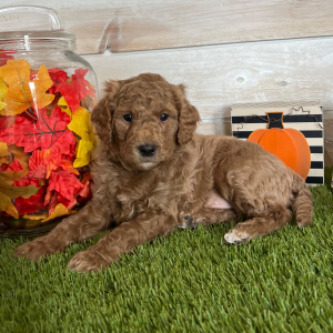 Goldendoodle Puppy Franklin