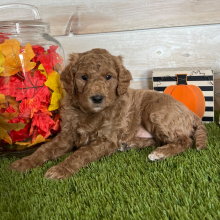 Goldendoodle Puppy Franklin