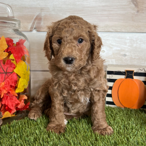 Goldendoodle Puppy Franklin